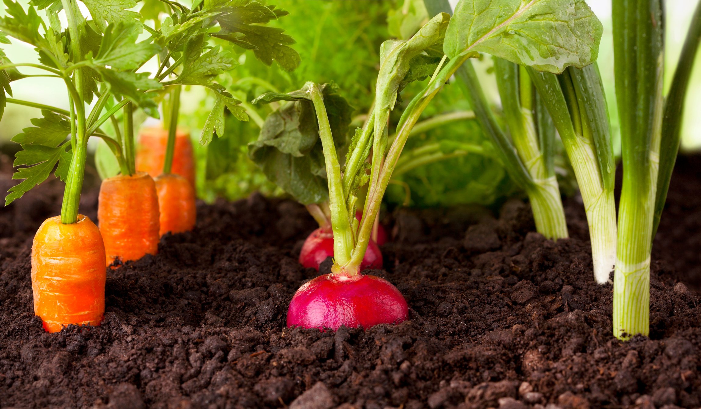 Vegetables garden