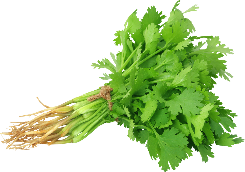 Bunch of Fresh Coriander Leaves